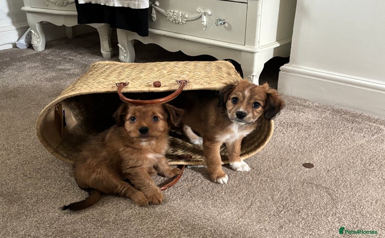Mixed Breed dogs - Advert 11