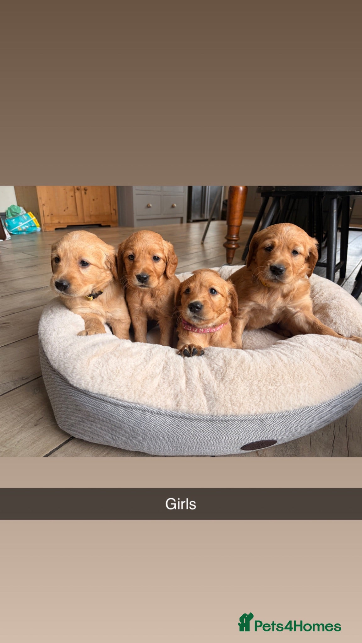 Golden Retriever dogs Outstanding breadlines with extensive health tests - Advert 1