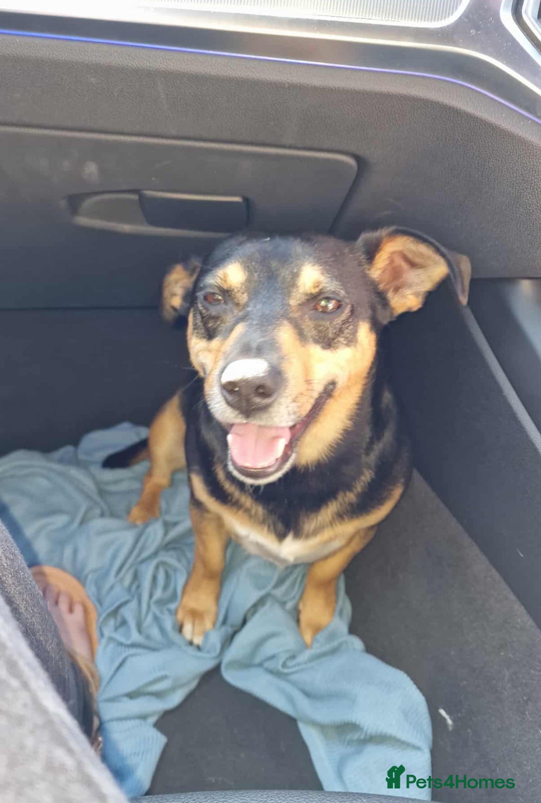 Jack Russell dogs for sale: Meet Dexter – Looking for His Forever Home - Image 6