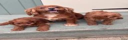 Cavapoo dogs for sale: F1 Cavapoo Puppies for sale  - Advert 3