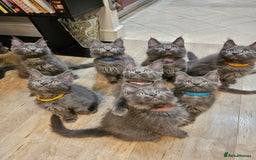 Maine Coon cats for sale: 🔥*Stunning Litter of 8💎Solid Blue Maine Coon*🔥  - Image 28