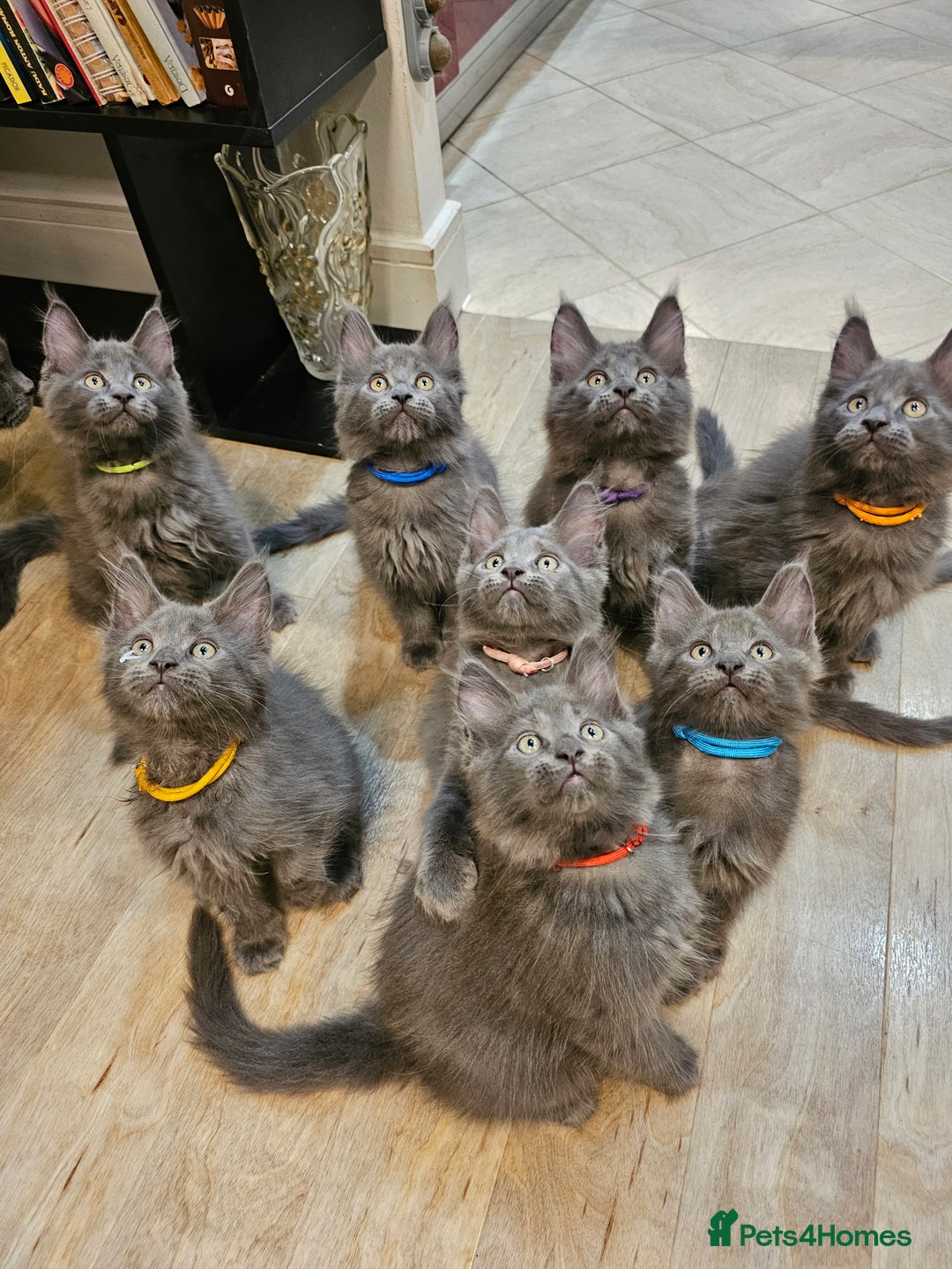 Maine Coon cats for sale: 🔥*Stunning Litter of 8💎Solid Blue Maine Coon*🔥  - Image 28