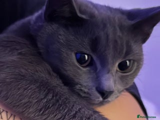 British Shorthair cats - Advert 33