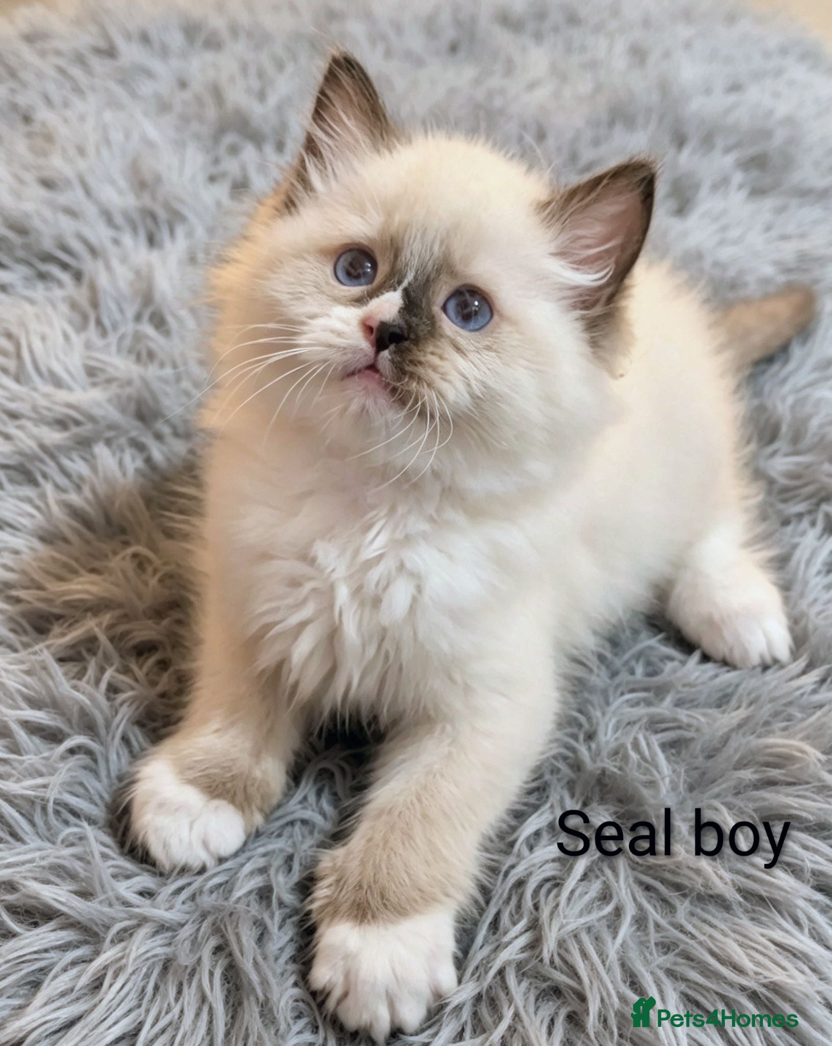 Ragdoll cats Grand champion lines TICA Ragdoll kittens  - Advert 2