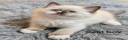 Ragdoll cats for sale: TICA registered Ragdoll kittens  in Bracknell - Advert 21