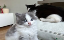 Mixed Breed cats for sale: Kittens for sale - Image 13