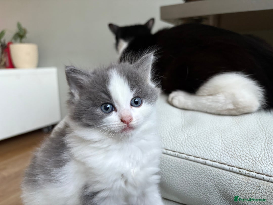Mixed Breed cats for sale: Kittens for sale - Image 13