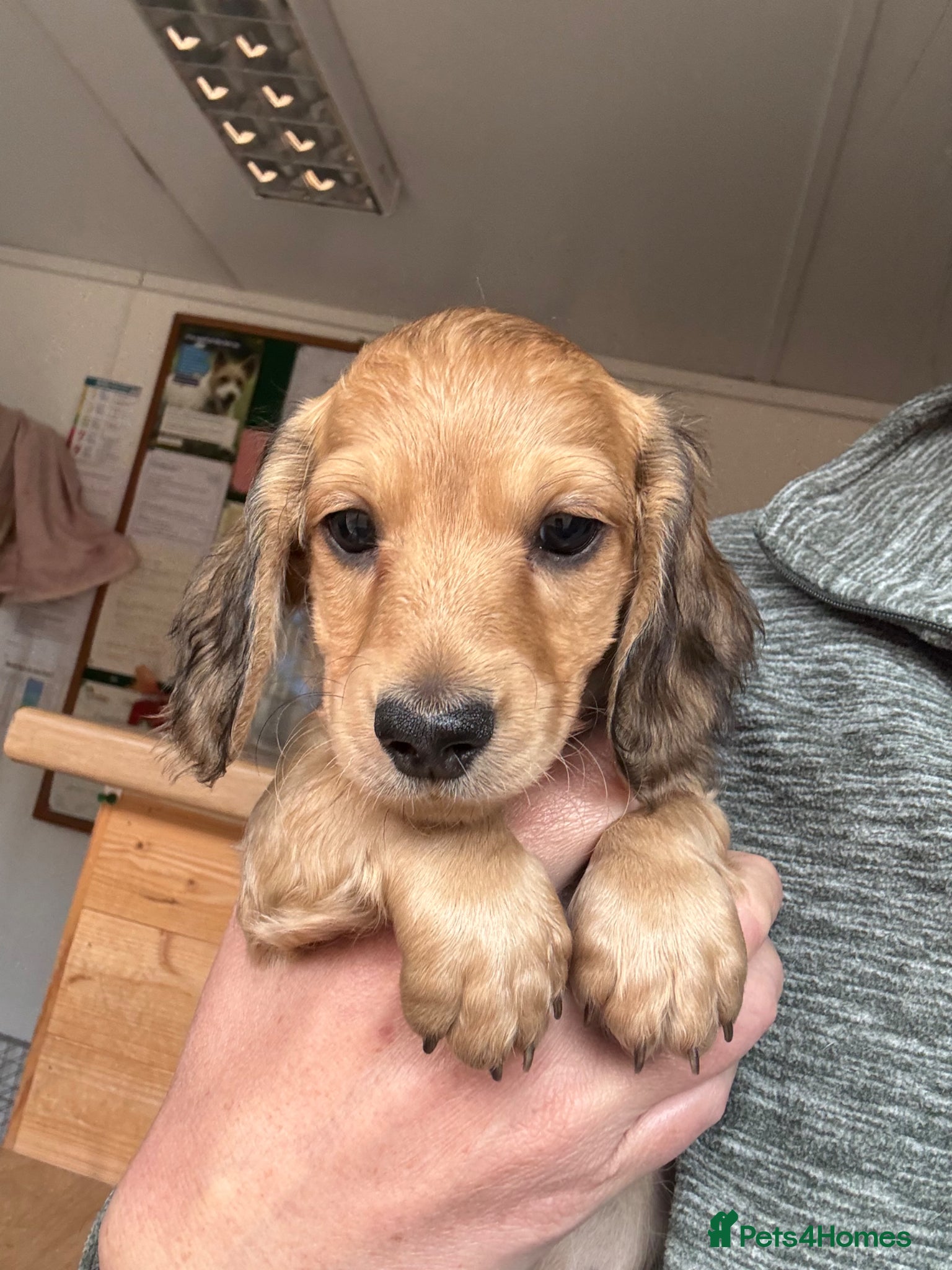 Miniature Dachshund dogs Long haired miniature dachshunds  - Advert 11