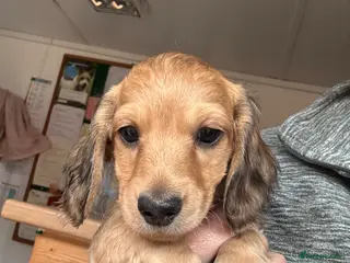 Miniature Dachshund dogs Long haired miniature dachshunds - Advert 11