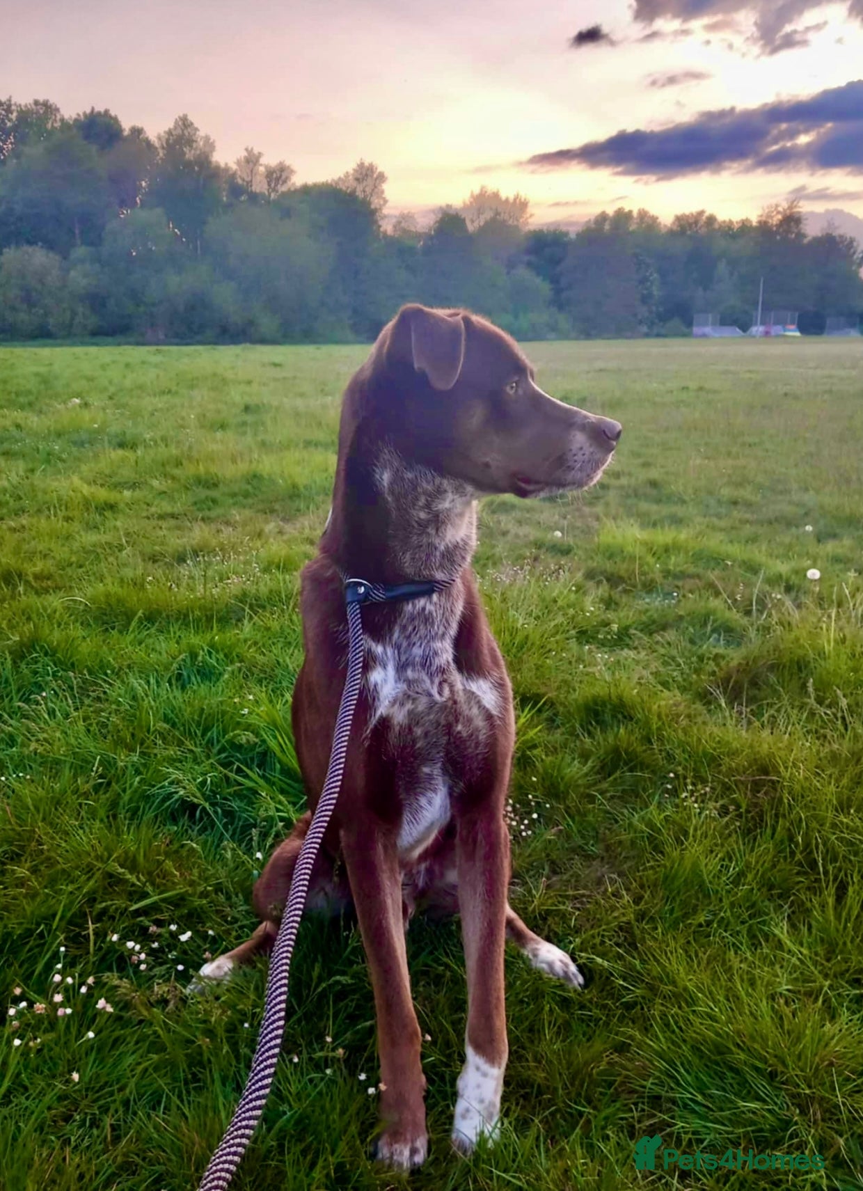 Mixed Breed dogs Zeus, 20 month old Dalmatian x Husky - Advert 1
