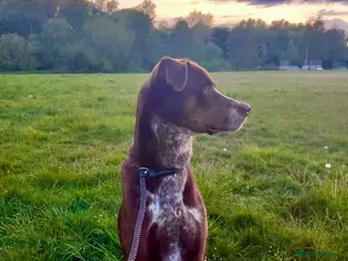 Mixed Breed dogs Zeus, 20 month old Dalmatian x Husky - Advert 1