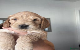 Cockapoo dogs for sale: Beautiful cockapoo pups - Image 9