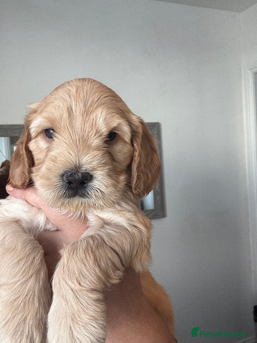 Cockapoo dogs for sale: Beautiful cockapoo pups - Image 9