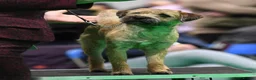 Border Terrier dogs for sale: Champion Bloodline KC Reg Border Terrier Pups  - Advert 4