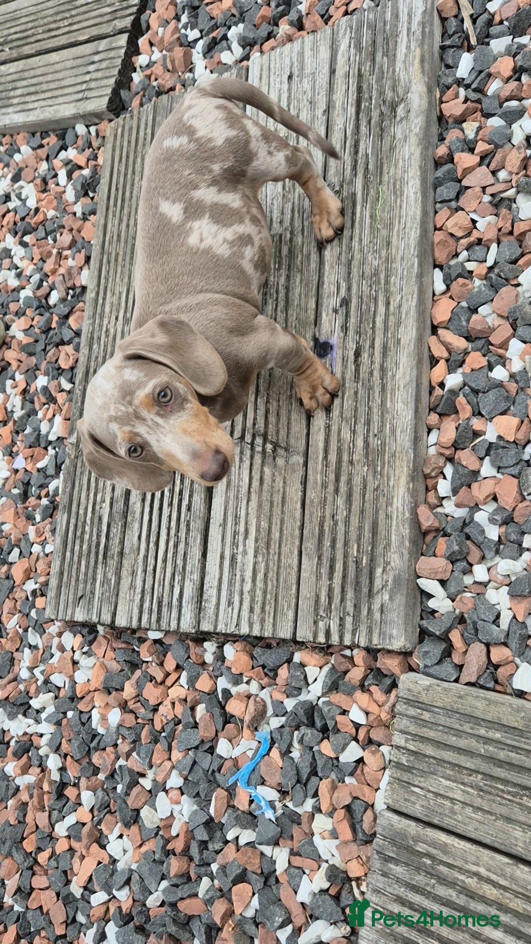 Dachshund dogs for sale: Kc isabella dapples boys - Image 12