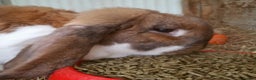 French Lop rabbits for sale: Gorgeous Giant French Lop Doe - VACCINATED REHOME  - Advert 5