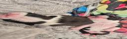Boston Terrier dogs for sale: X2 Stunning Male Boston Terrier Puppies  in Newcastle upon Tyne - Advert 28