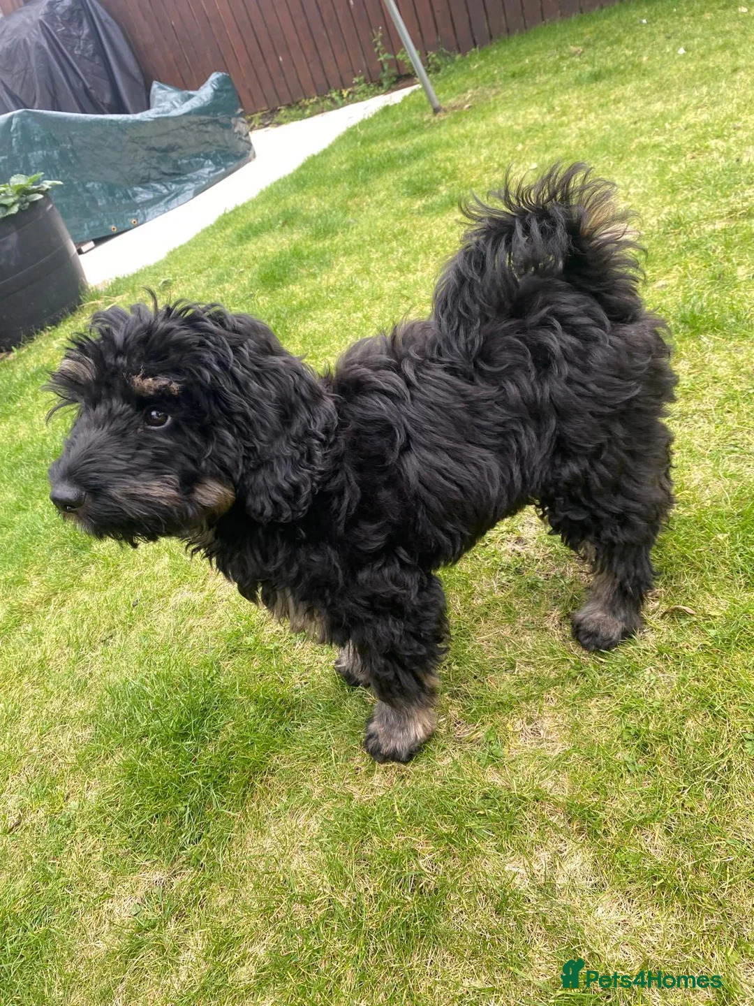 Cavapoo dogs for sale: Loving Cavapoo Seeking Devoted Forever Home in Linlithgow - Advert 3