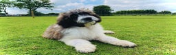 Saint Bernard dogs for stud: St Berdoodle Stud Dog - Advert 4