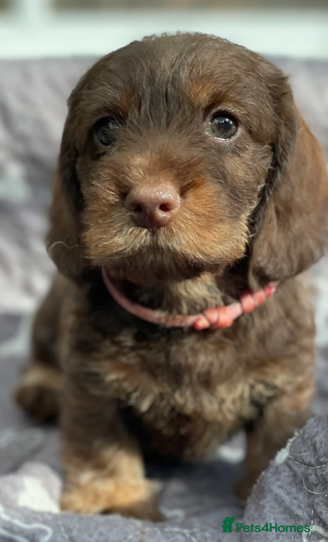 Dachshund dogs for stud: Stunning Kc standard wirehaired  - Advert 10
