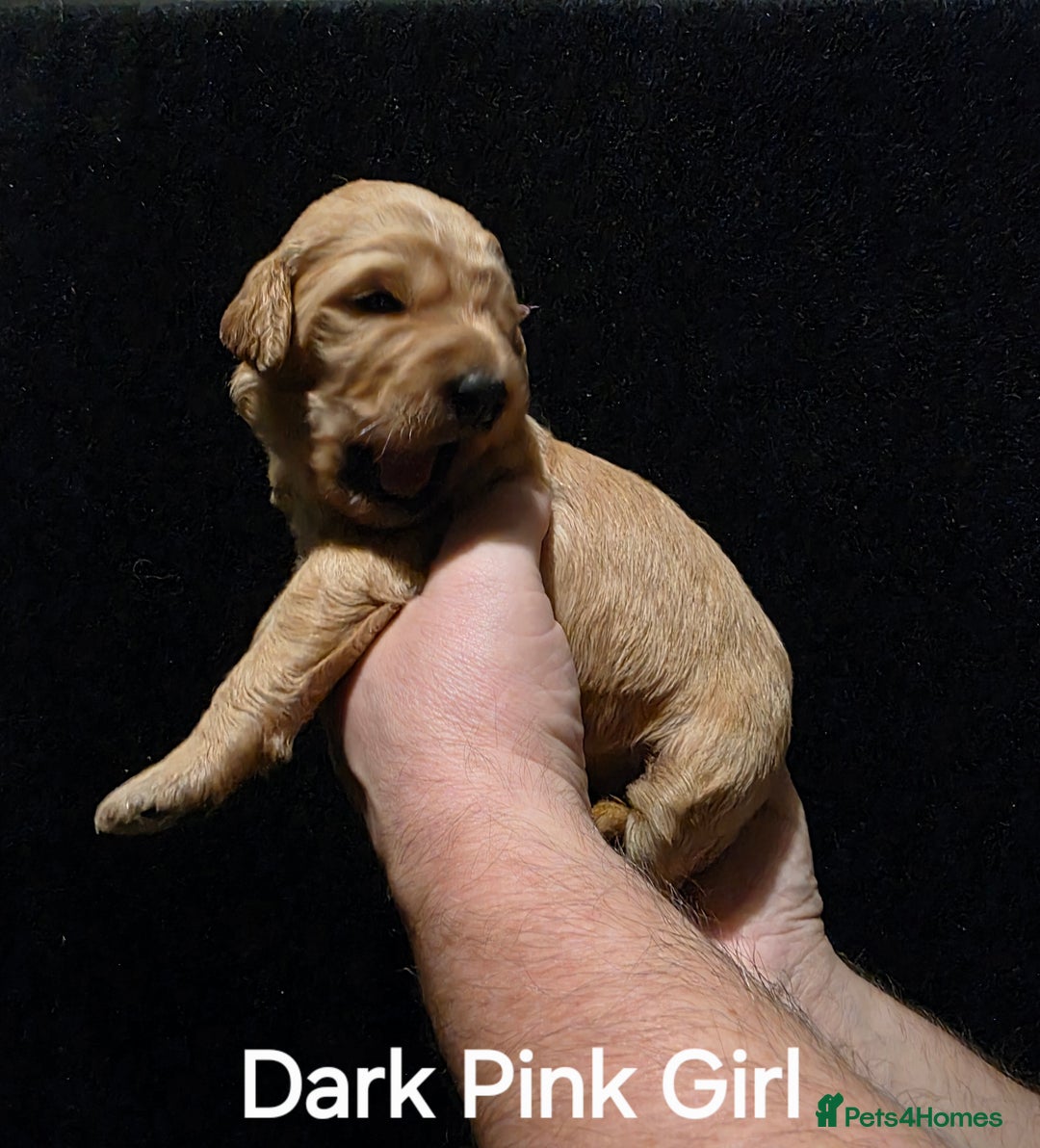 Goldendoodle dogs for sale: Fully Health Tested F1 Goldendoodles - Advert 6