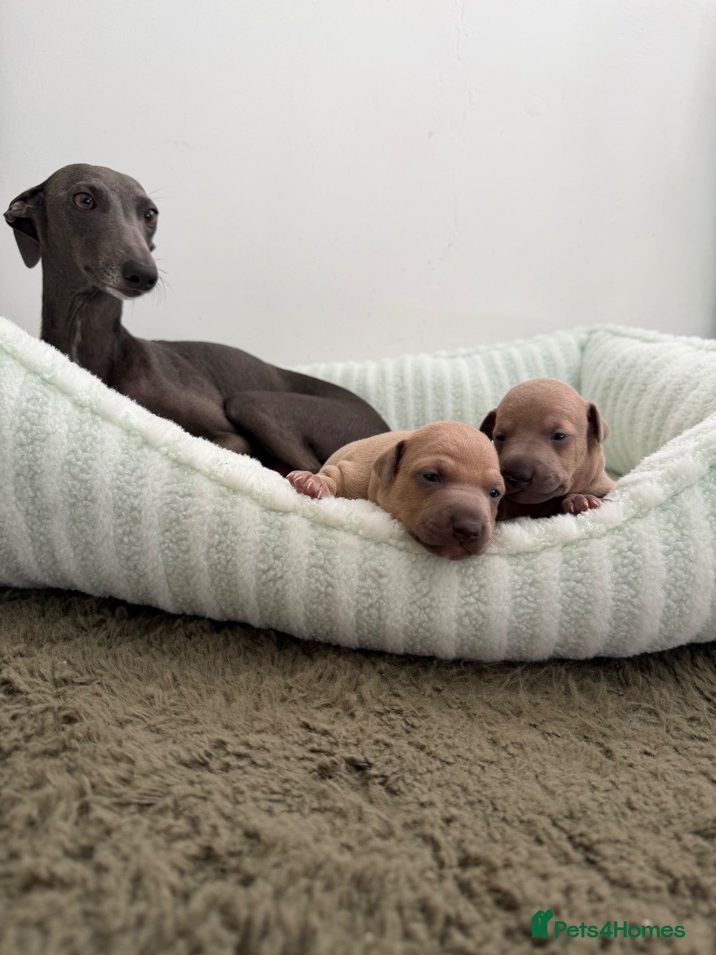 Italian Greyhound dogs Exceptional KC Italian greyhound puppies  - Advert 8