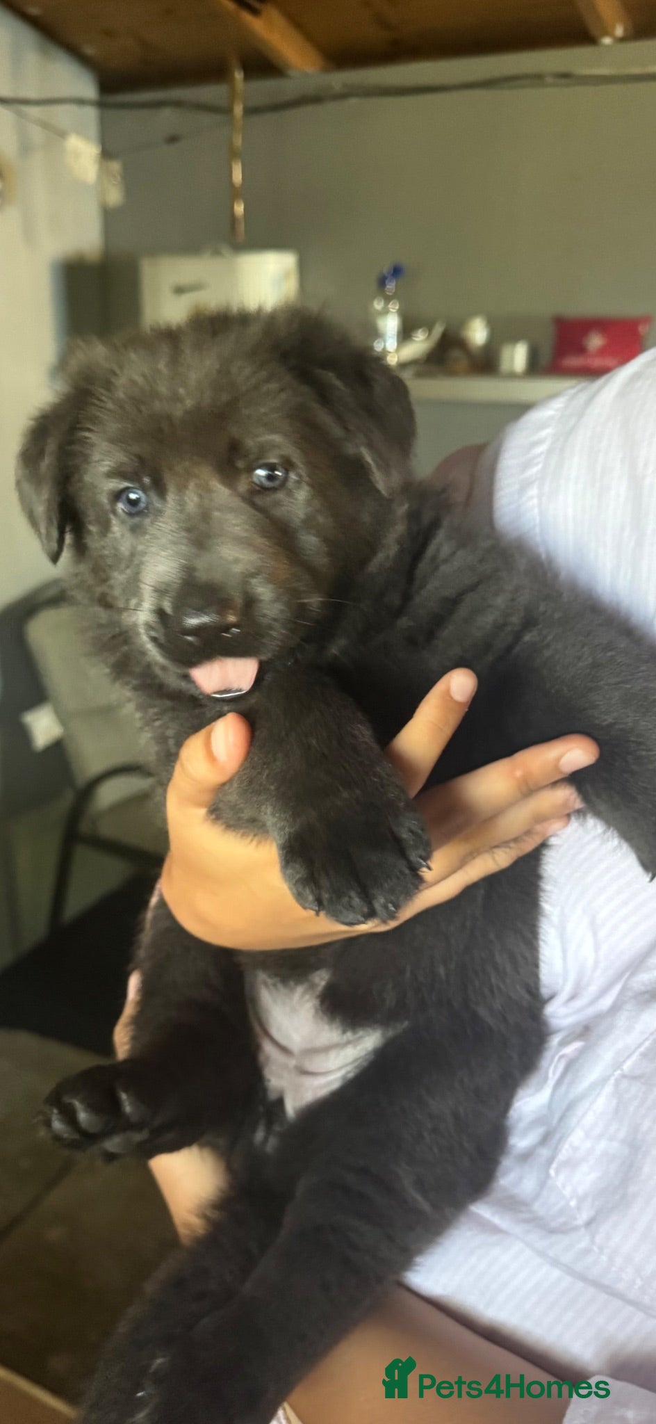 German Shepherd dogs Beautiful German Shepard pups MALE SOLD!!! - Advert 15