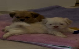 Shih Tzu dogs for sale: 2 adorable little imperial Shih tzus boys - Image 5