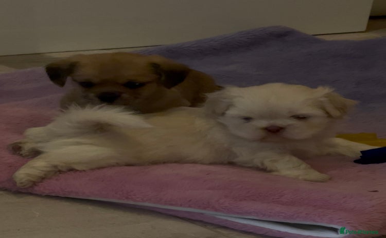Mixed Breed dogs - Advert 6