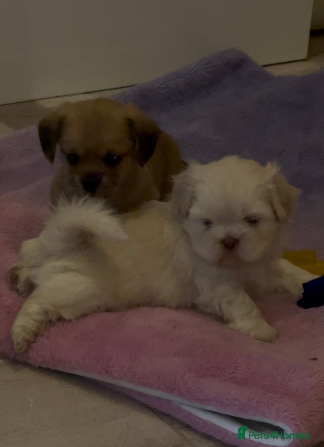 Shih Tzu dogs for sale: 2 adorable little imperial Shih tzus boys - Image 5