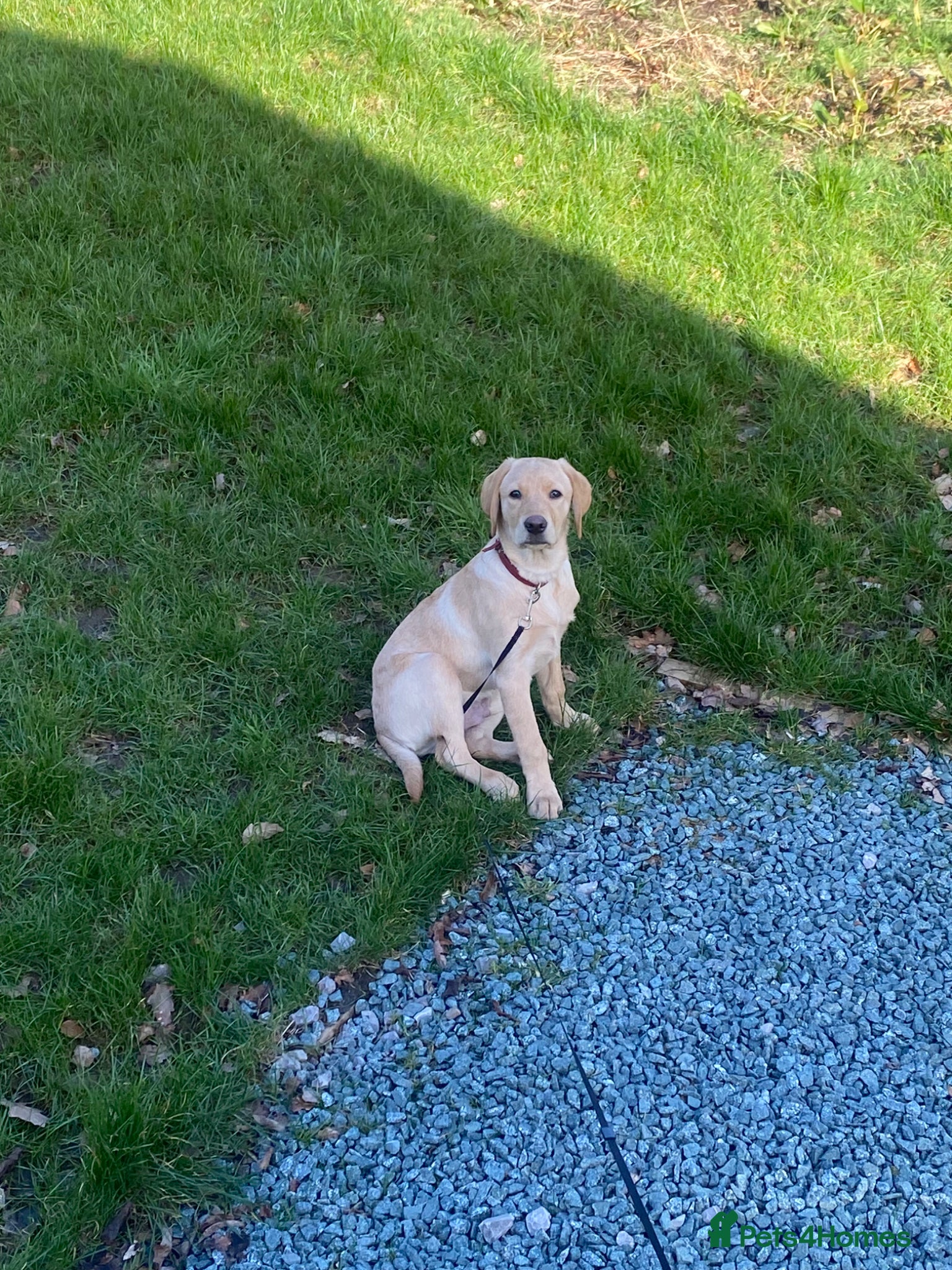 Labrador Retriever dogs 6 month old lab  - Advert 1