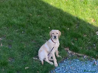 Labrador Retriever dogs 6 month old lab - Advert 1