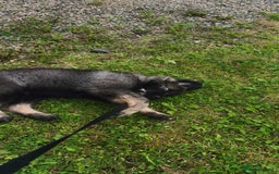 German Shepherd dogs for sale: German shepherd  - Image 4