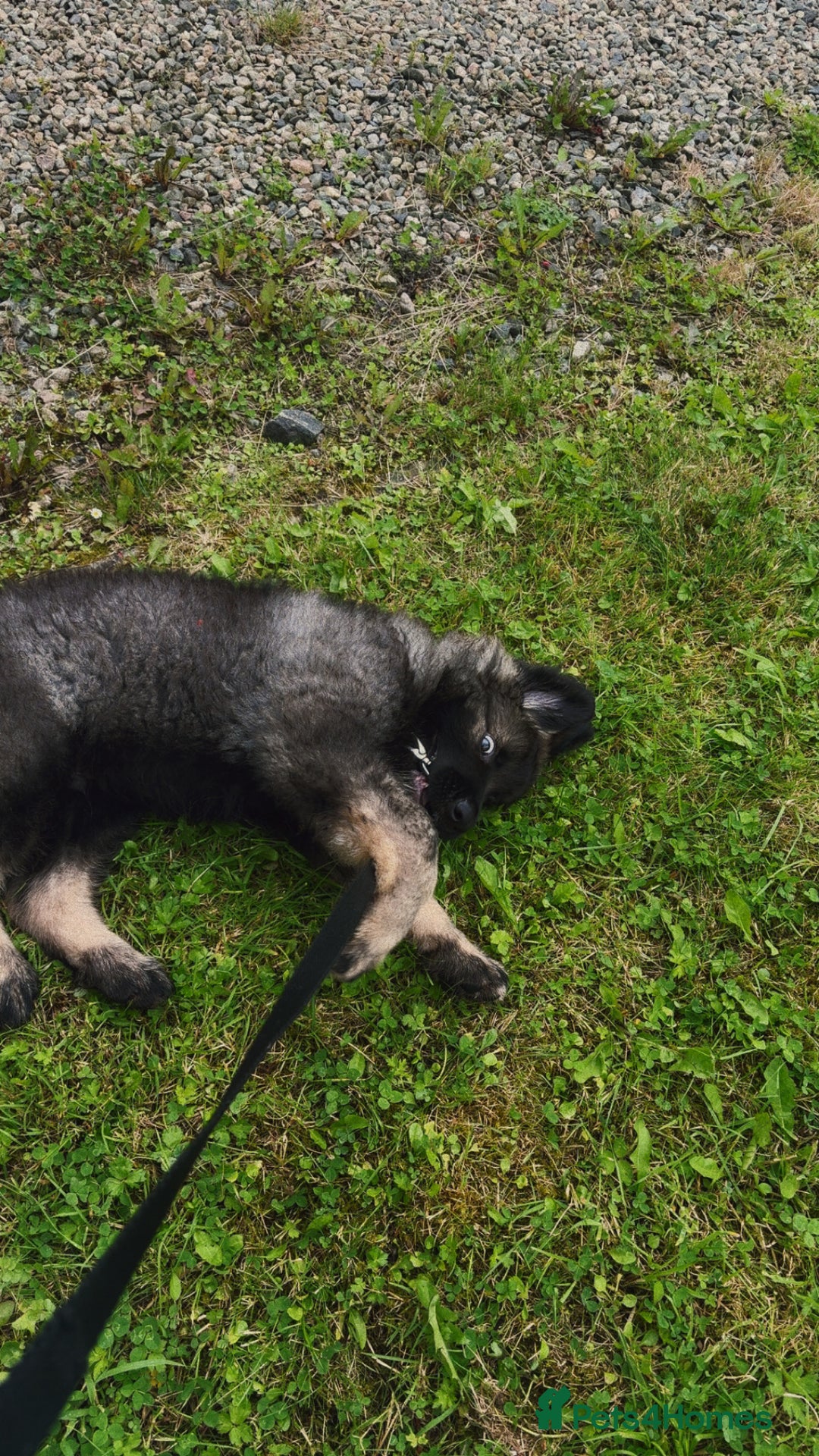 German Shepherd dogs for sale: German shepherd  - Image 4