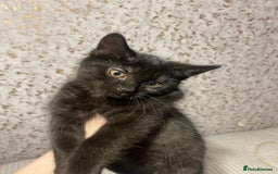 Mixed Breed cats for sale: 3 black kittens, 9 weeks almost 10 - Advert 4