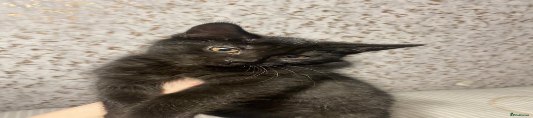 British Shorthair Kitten 3