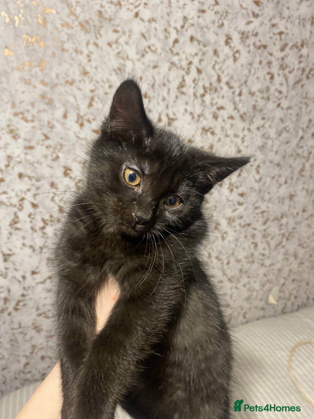 Mixed Breed cats for sale: 3 black kittens, 9 weeks almost 10 - Advert 4