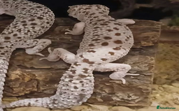 Gecko reptiles for sale: Crested and Leopard geckos available - Advert 4