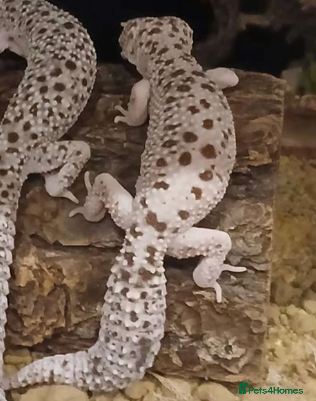 Gecko reptiles for sale: Crested and Leopard geckos available - Advert 4