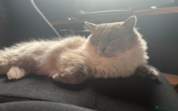 Ragdoll cats for sale: Ragdoll male  - Image 3