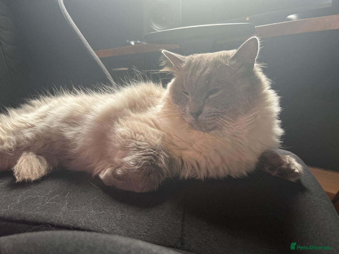 Ragdoll cats for sale: Ragdoll male  - Image 3
