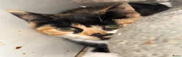 Mixed Breed cats for adoption: Tortie rescue kitten ready for new home - Advert 2