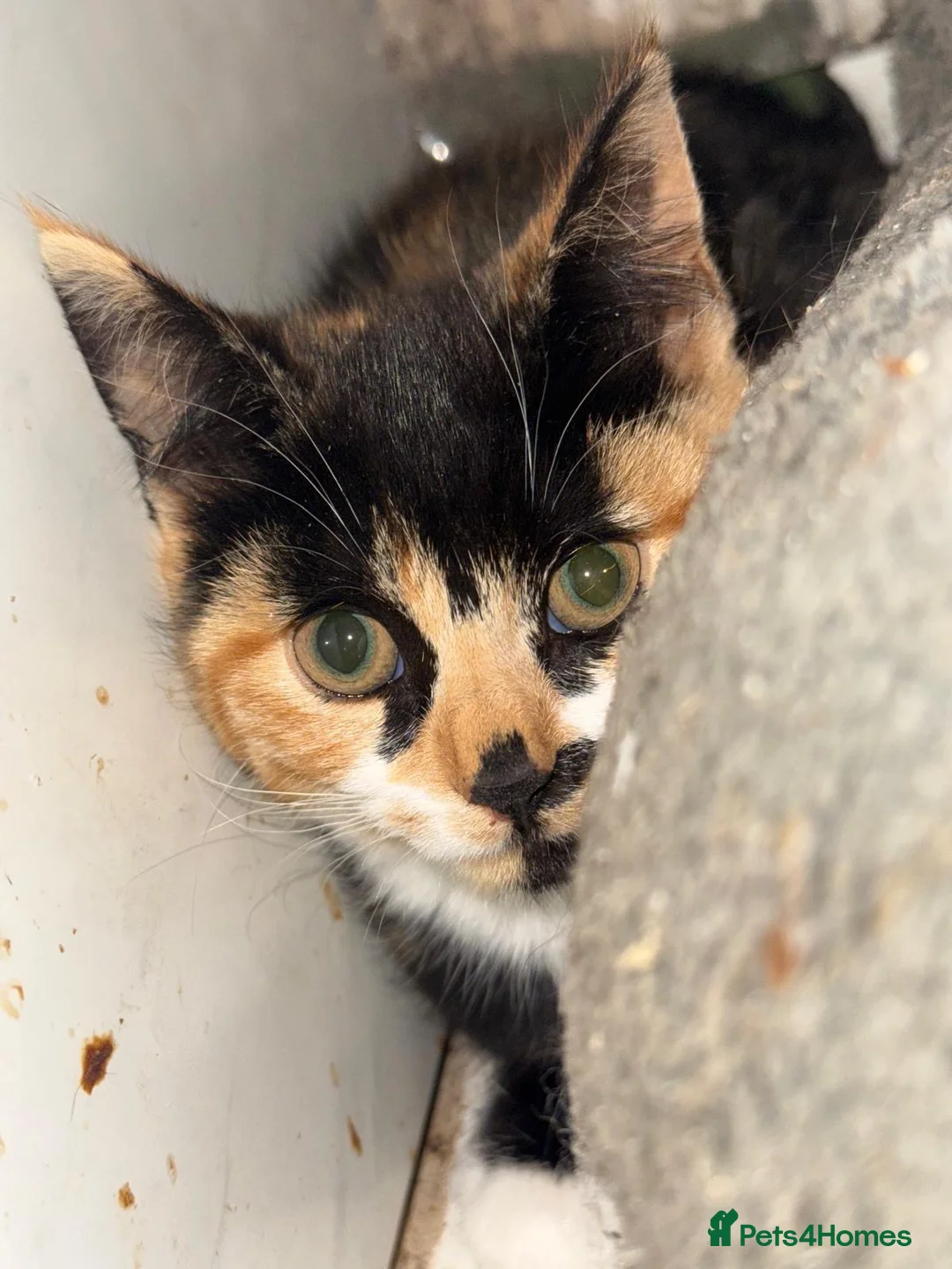 Mixed Breed cats for adoption: Tortie rescue kitten ready for new home - Advert 2