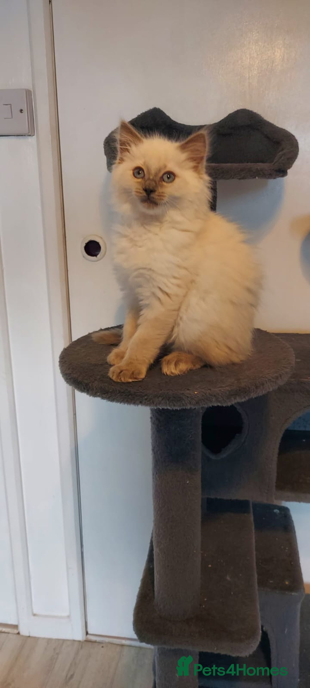 Ragdoll cats for sale: Male ragdoll - Image 2