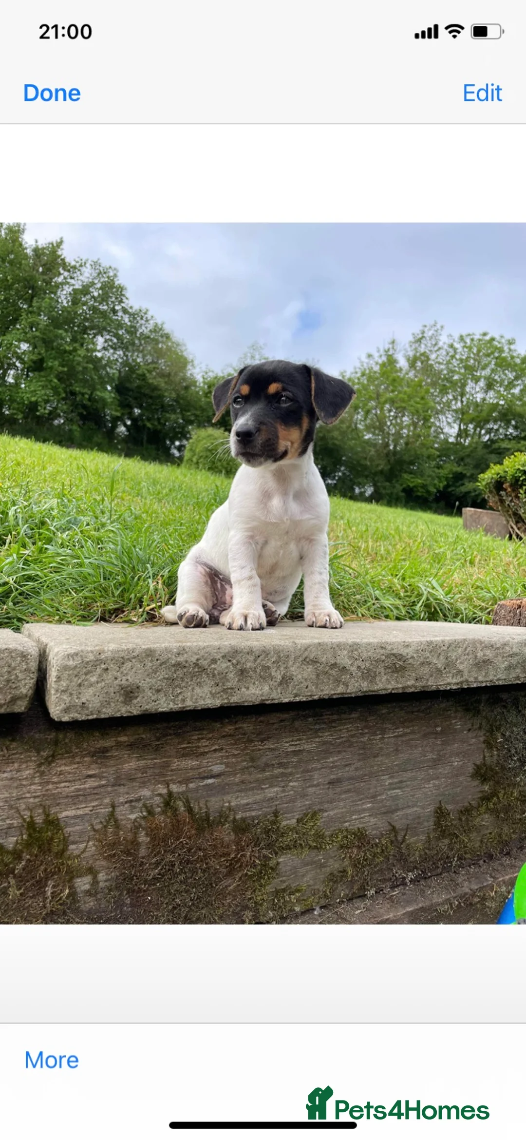 Jack Russell dogs for stud: Proven miniature Jack Russell stud in Winkleigh - Advert 14