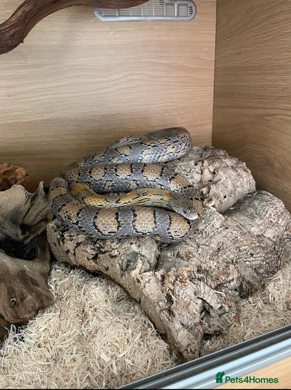 Corn Snake reptiles Caramel Corn Snake with vivarium  - Advert 1