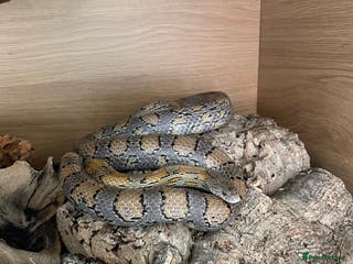Corn Snake reptiles Caramel Corn Snake with vivarium - Advert 1