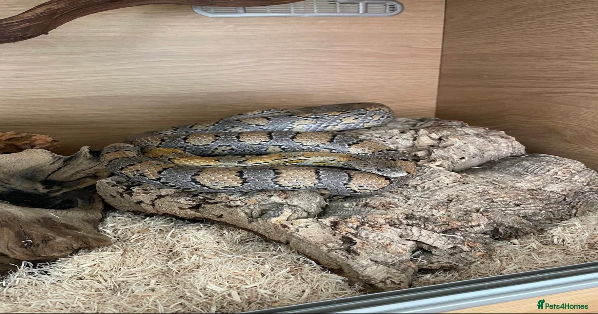 Curated visual reference: Corn Snake Holding Vivarium Tank Sale Reference: Caramel Corn Snake With Vivarium For Sale In Taunton