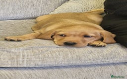 Labrador Retriever dogs for sale: STUNNING GOLDEN/FOX RED KC REG LABRADOR RTL - Image 10