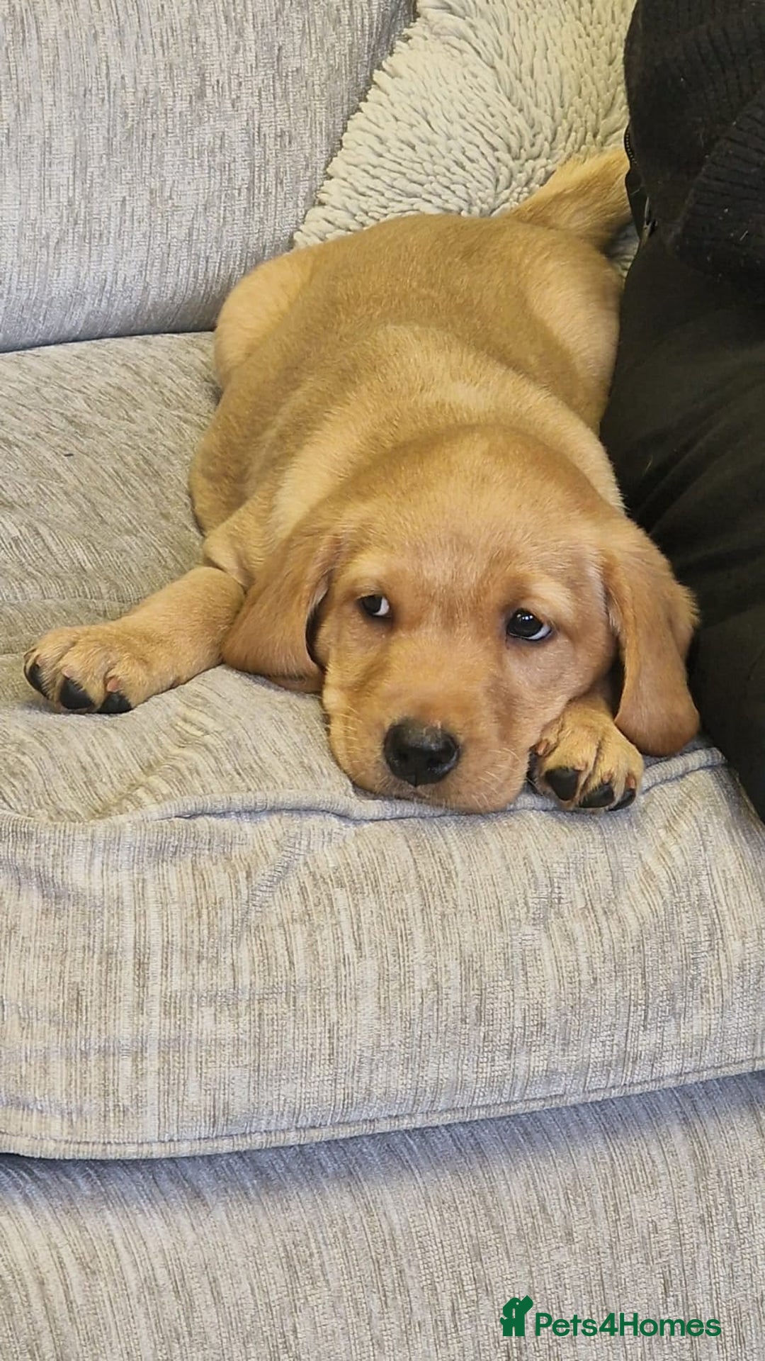Labrador Retriever dogs for sale: STUNNING GOLDEN/FOX RED KC REG LABRADOR RTL - Image 10